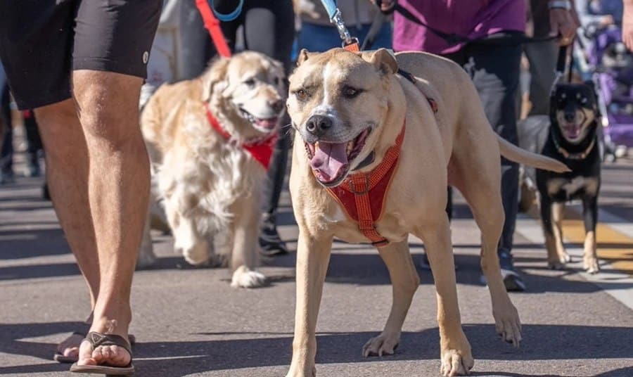 Window Nation Helps Dogs in Denver and Colorado Springs