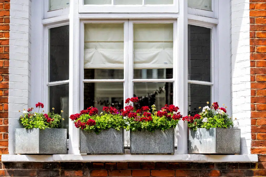 London city downtown with closeup of large bay window and red green flower decorations on sunny summer day and nobody architecture in Pimlico