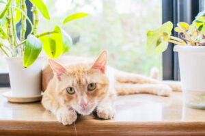 Orange cat in a bay window