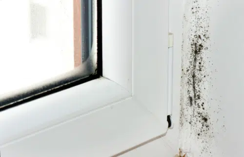 window with condensation has black mold near frame