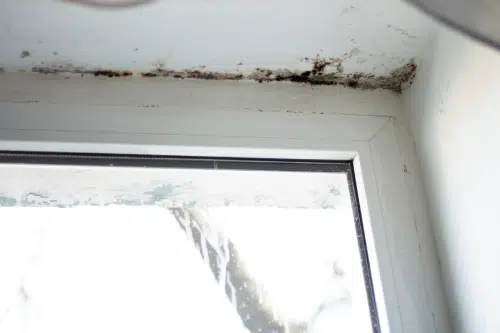 black mold on top of window frame