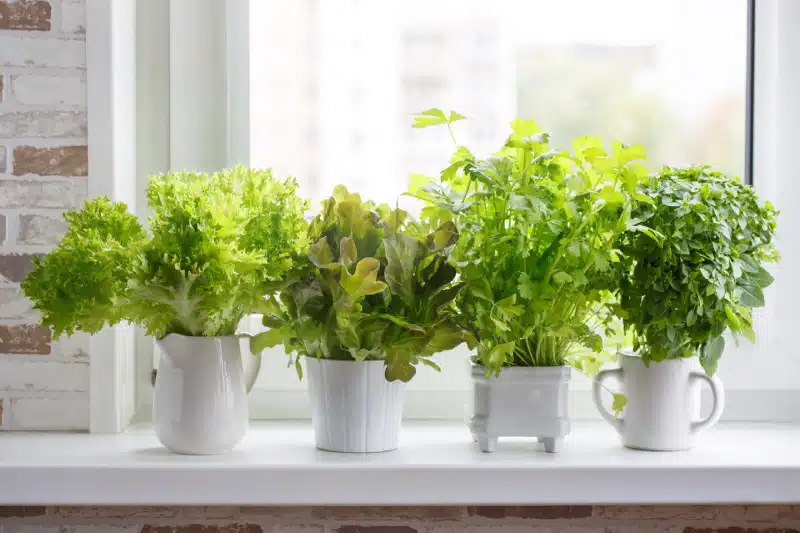 Fresh aromatic culinary herbs in white pots on windowsill