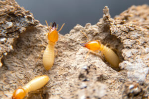 Close up of three termites eating wood