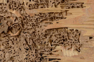 Termite damage to wood