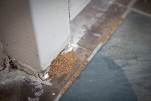 Pill of termite droppings or frass