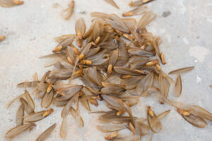 Group of swarmer termites with wings
